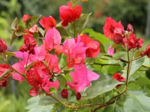 Bougainvillea Scarlet O'hara